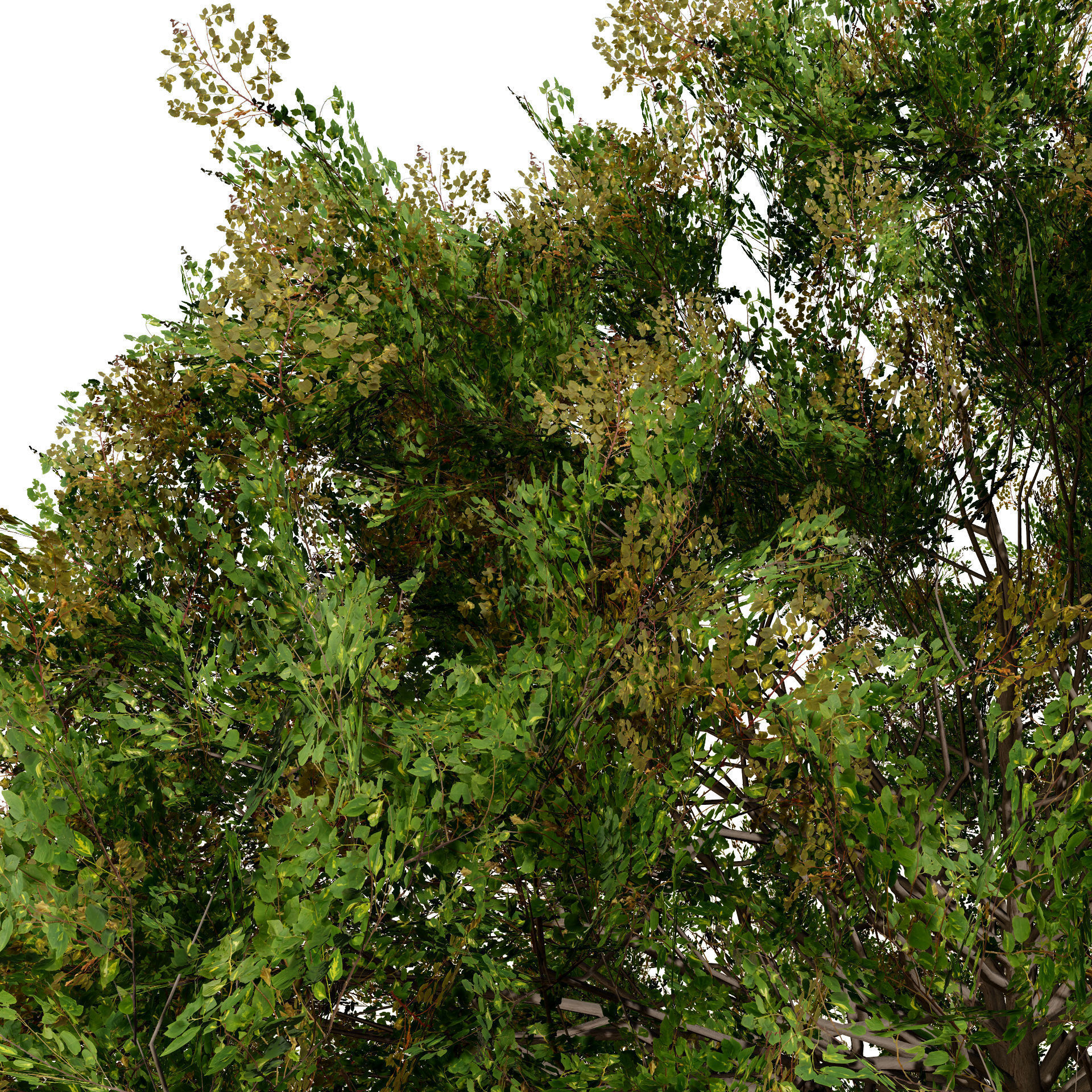 Frene Blanc Tree 3D Model Low-poly 3D model_5