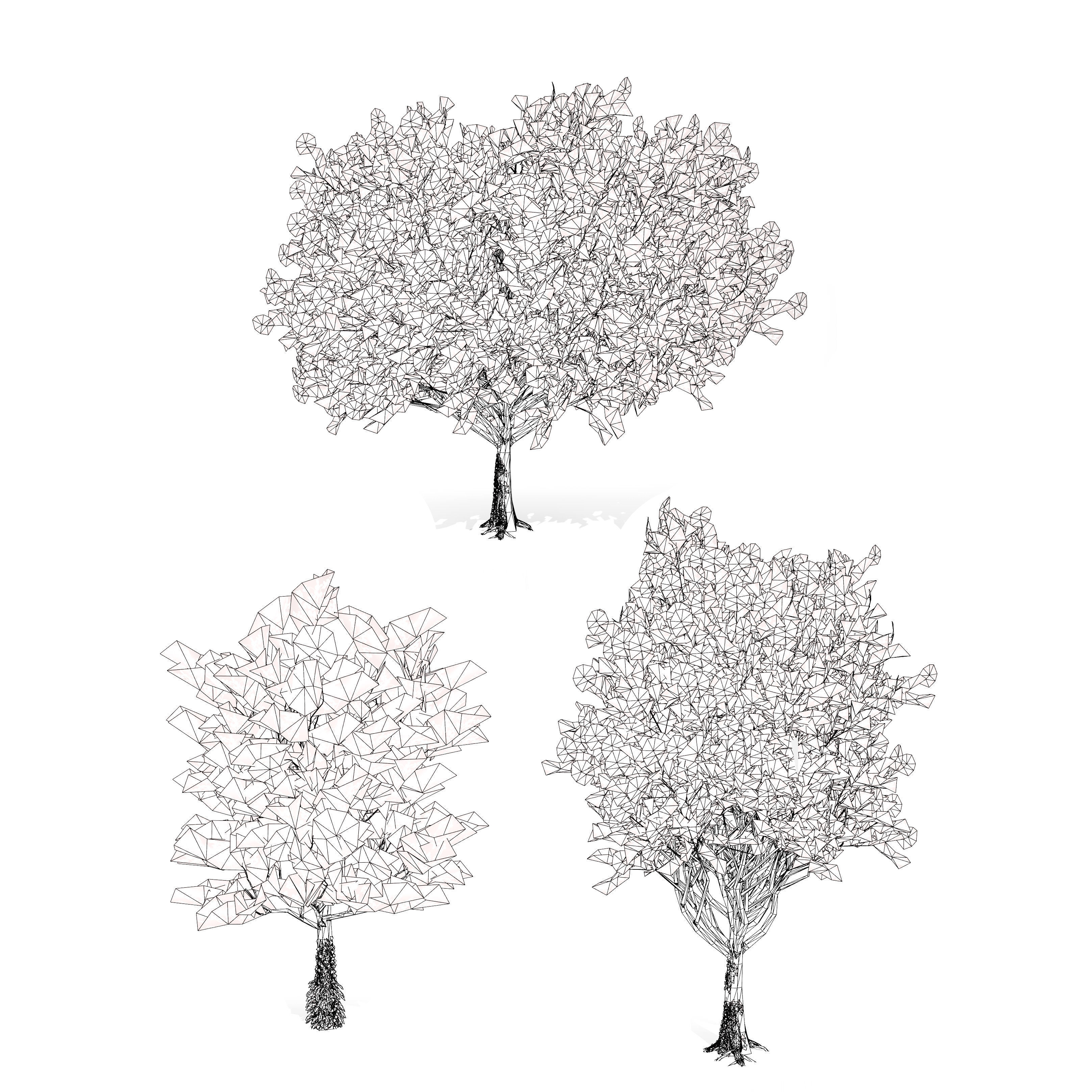 Frene Blanc Tree 3D Model Low-poly 3D model_8