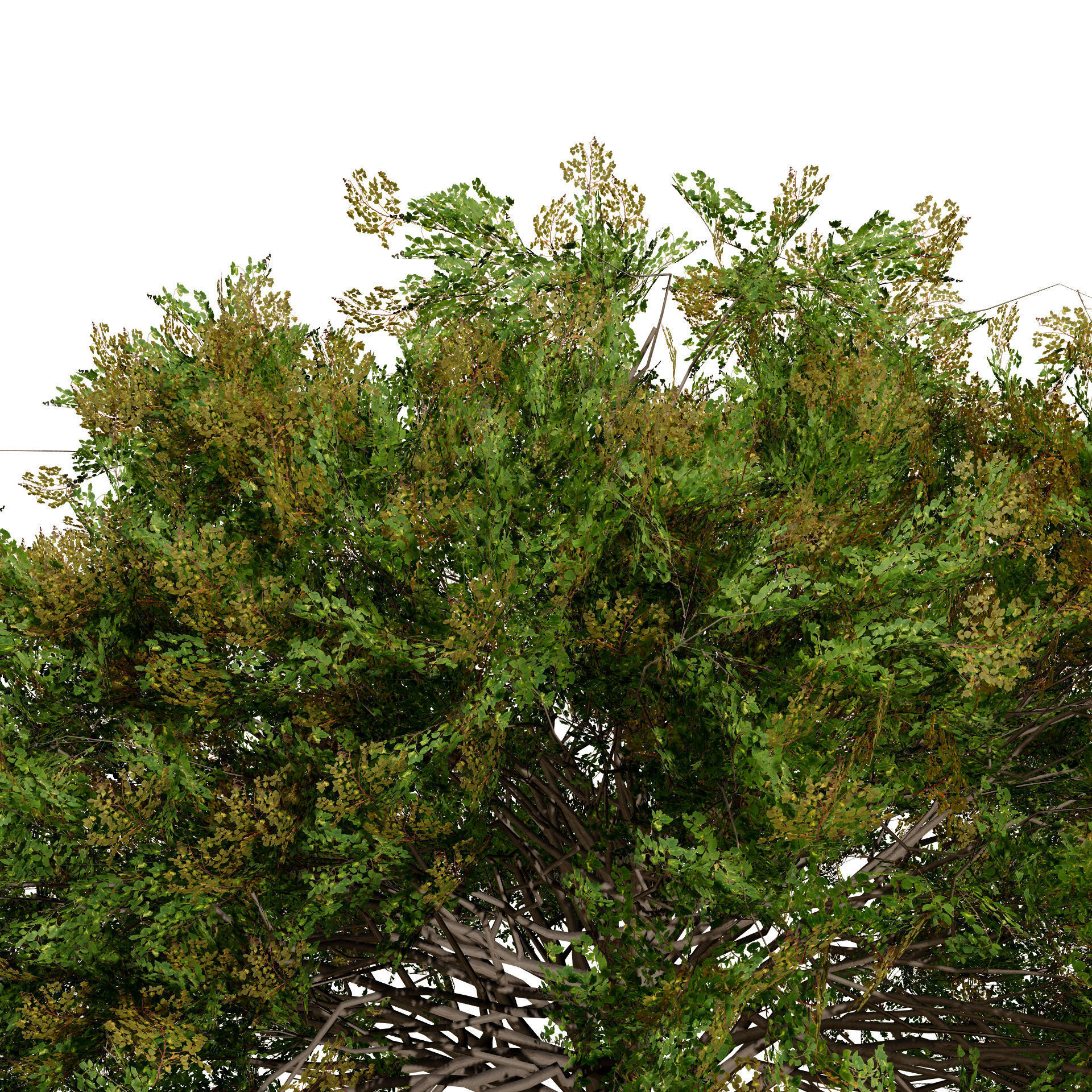 Frene Blanc Tree 3D Model Low-poly 3D model_7