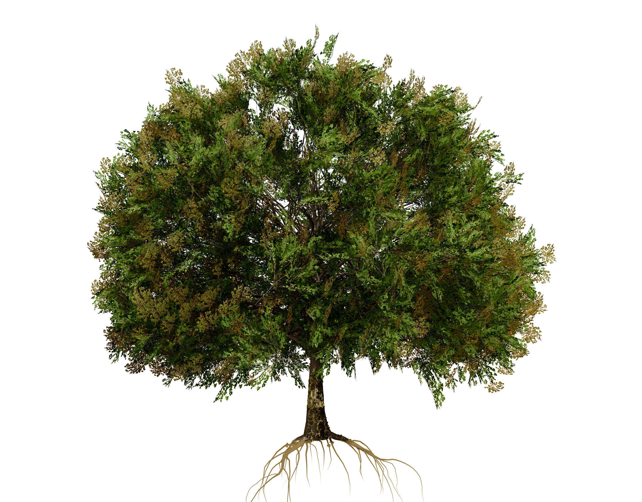 Frene Blanc Tree 3D Model Low-poly 3D model_2