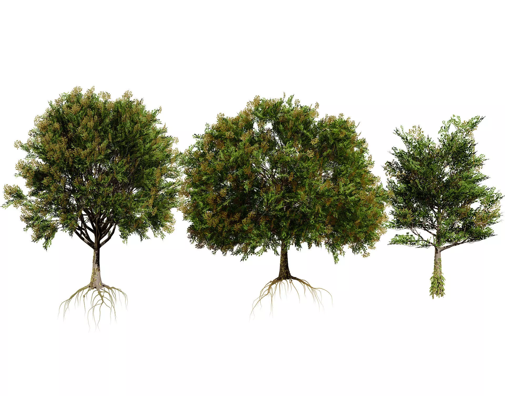 Frene Blanc Tree 3D Model Low-poly 3D model_0