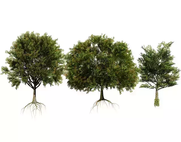 Frene Blanc Tree 3D Model Low-poly 3D model