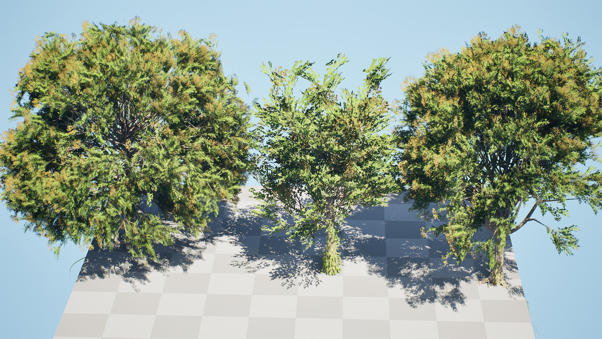 Frene Blanc Tree 3D Model Low-poly 3D model_3