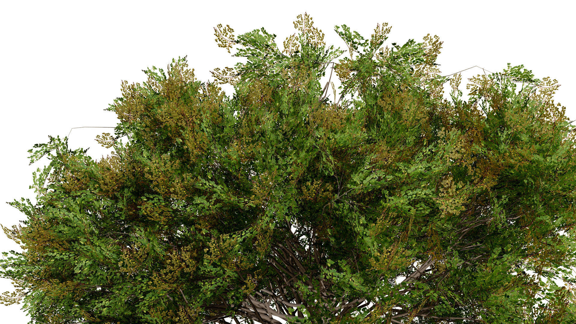 Frene Blanc Tree 3D Model Low-poly 3D model_6