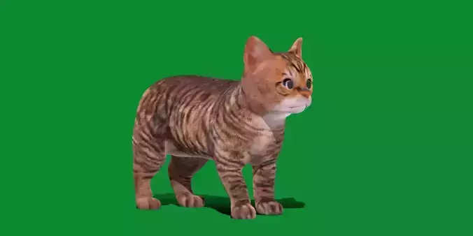 Kitten Toyger Cat
