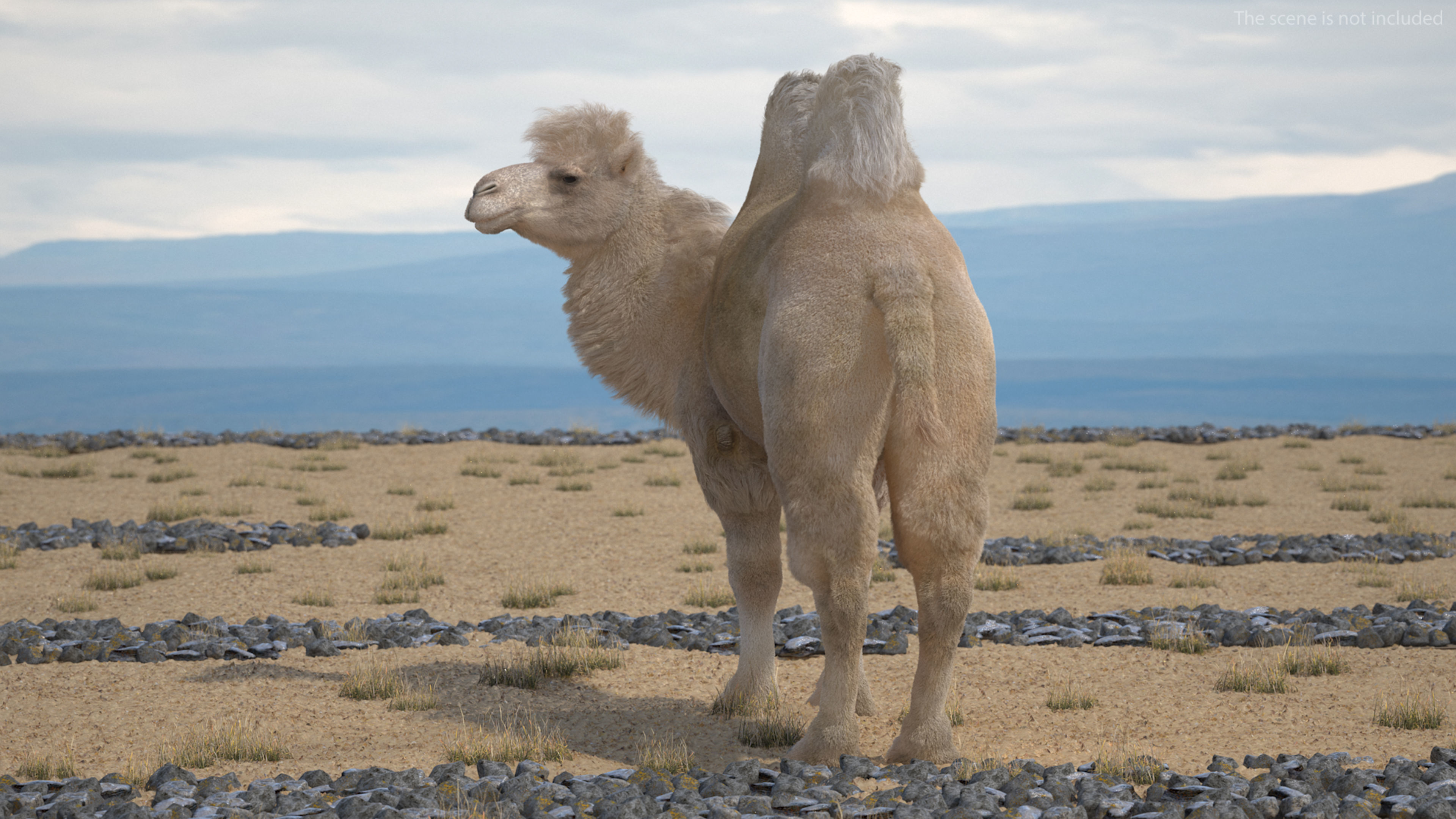 Bactrian Camel Light Colored Standing Pose Fur 3D model