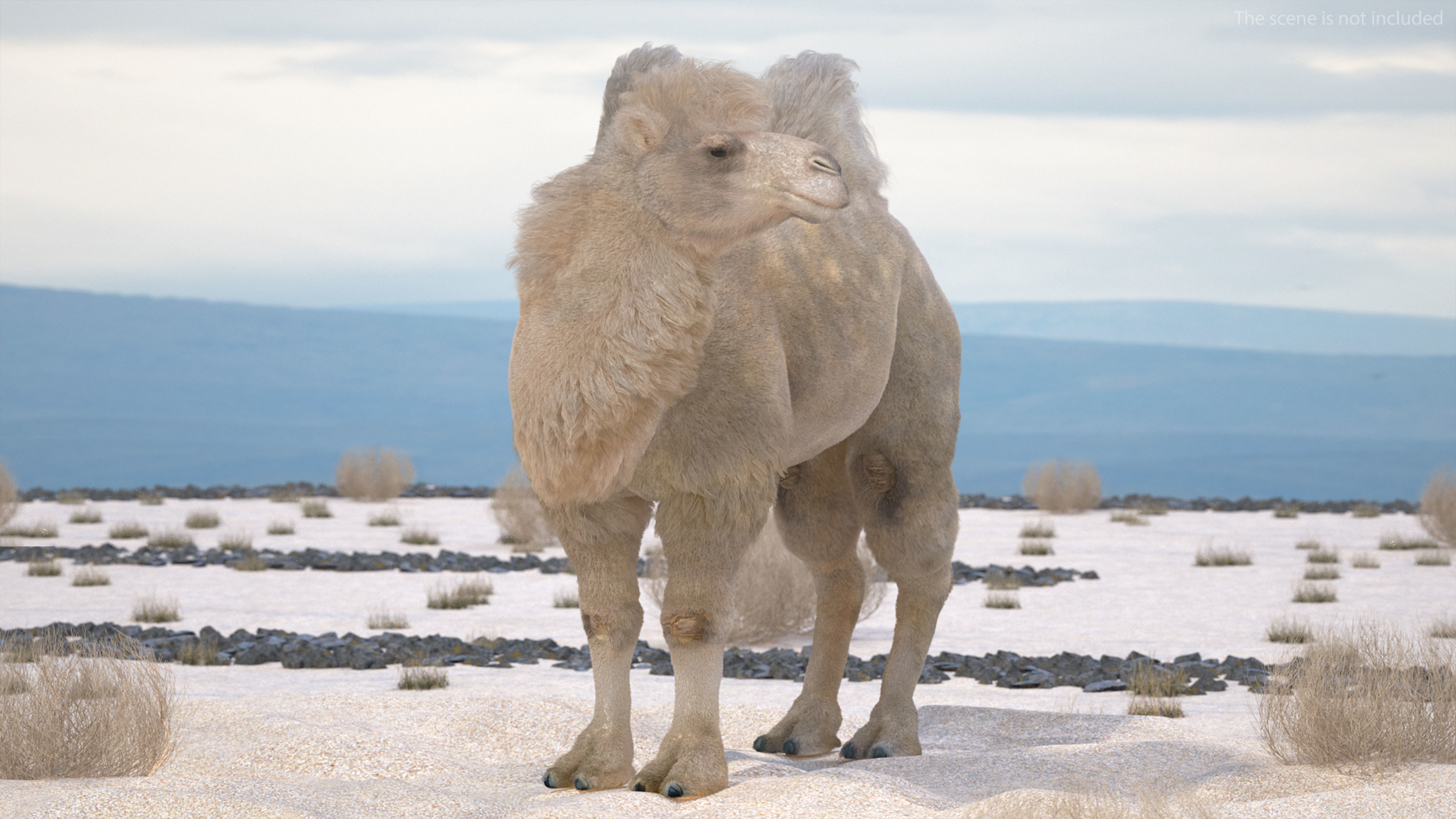 Bactrian Camel on Desert Sand Fur 3D model