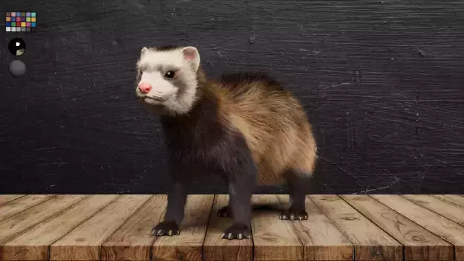 VFX Ready ferret 3d model 3D model with groom 3D model