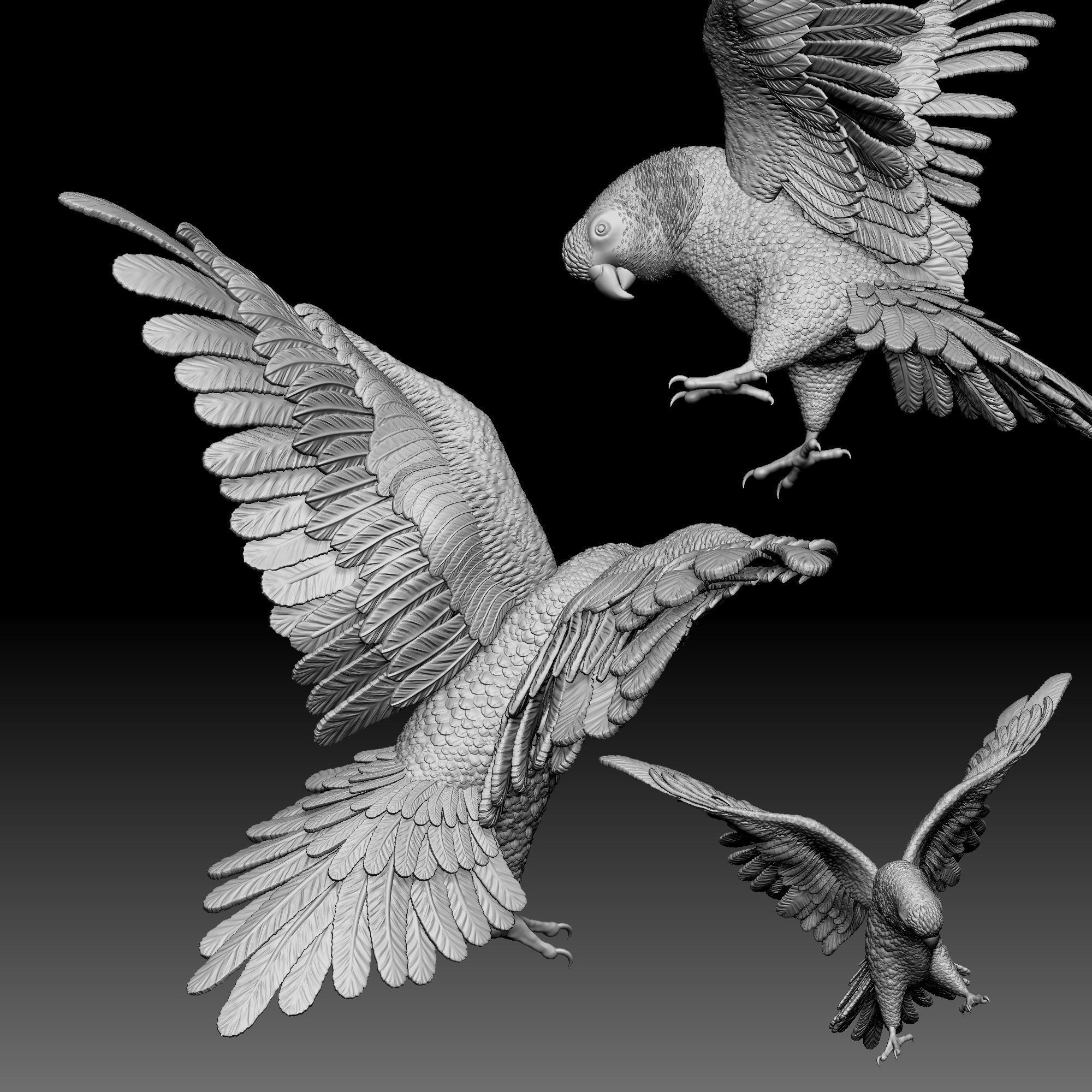 Parrot bird 010 3D print model_4