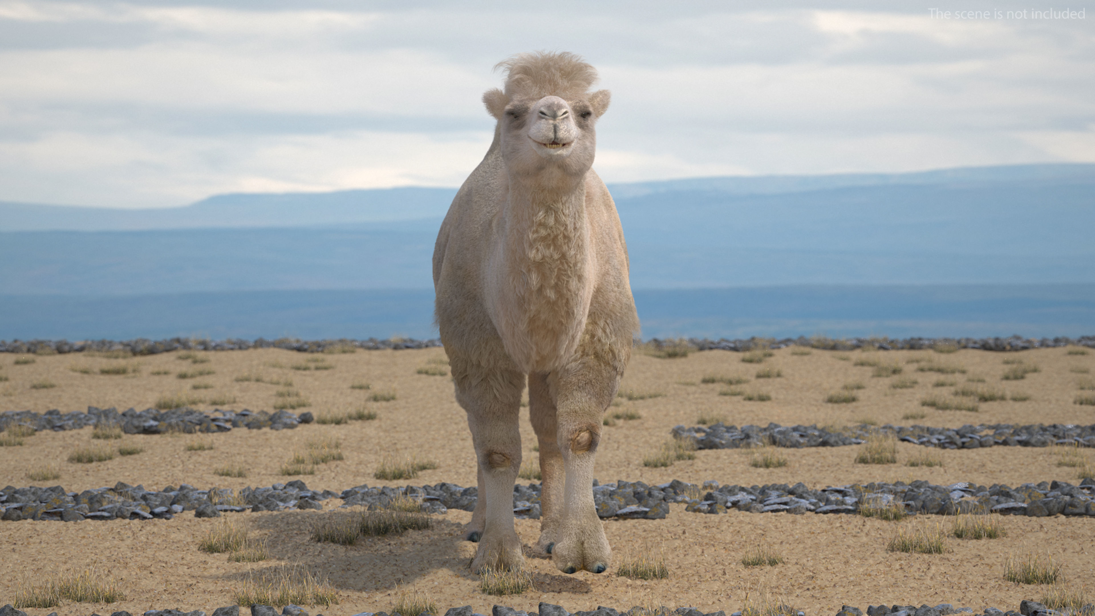 Bactrian Camel Light Colored Walking Pose Fur 3D model