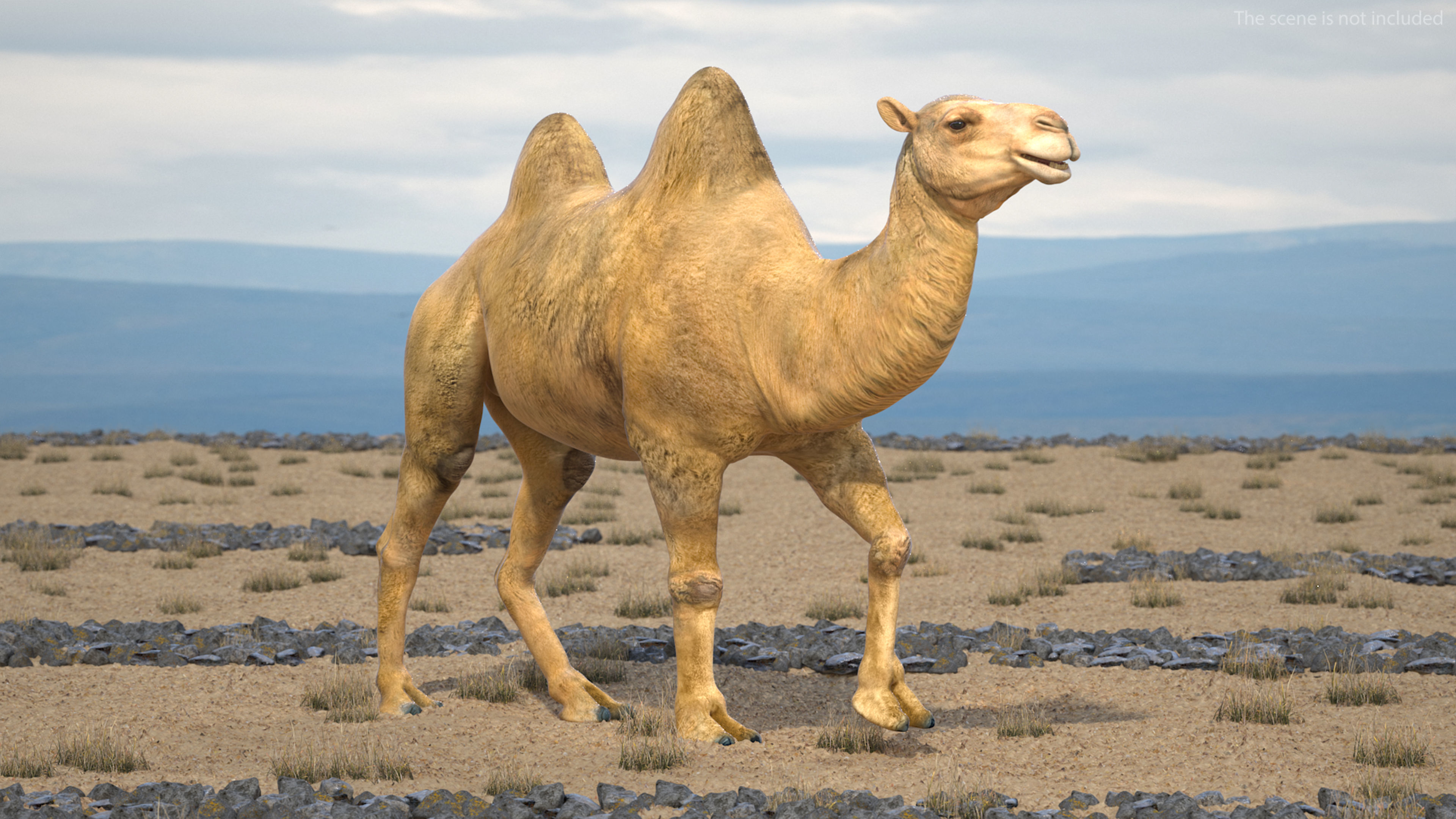 Bactrian Camel Rigged 3D model