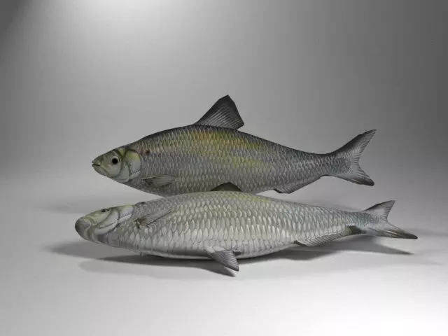 Alewife fish Low-poly 3D model