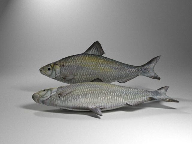 Alewife fish Low-poly 3D model