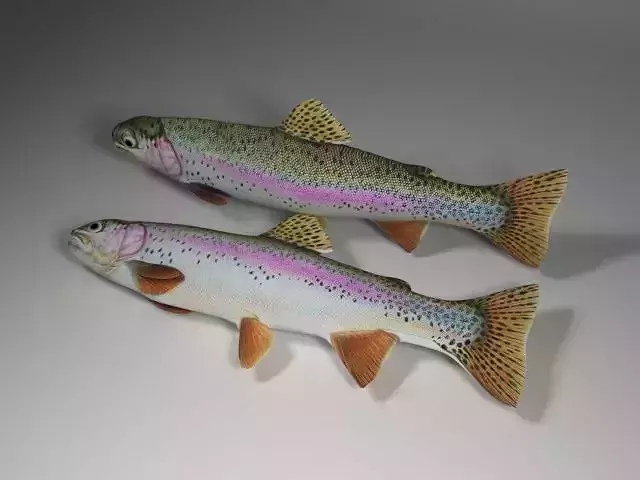 Rainbow trout  Low-poly 3D model