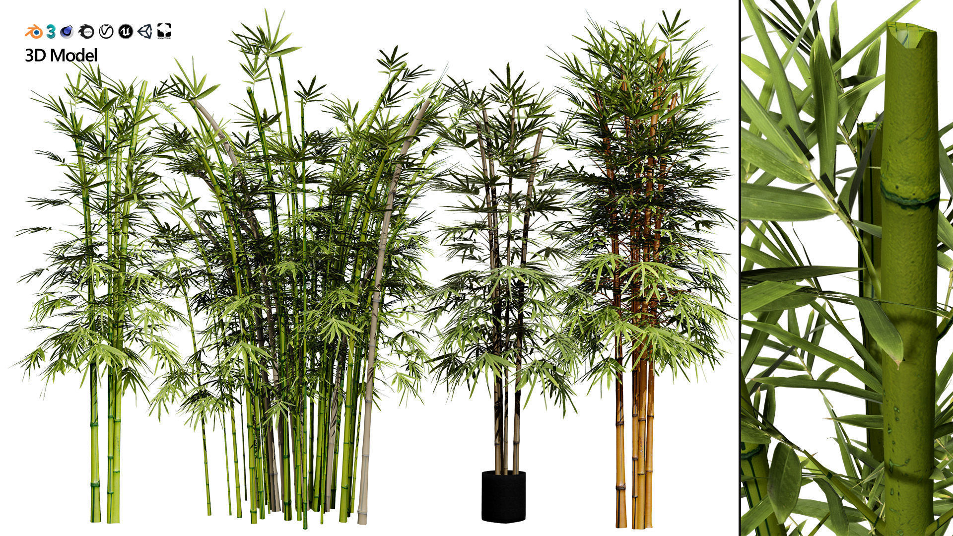 Realistic Bamboo Plants 3D Models Low-poly 3D model_7