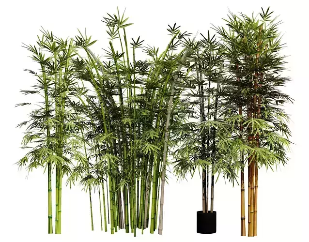 Realistic Bamboo Plants 3D Models Low-poly 3D model