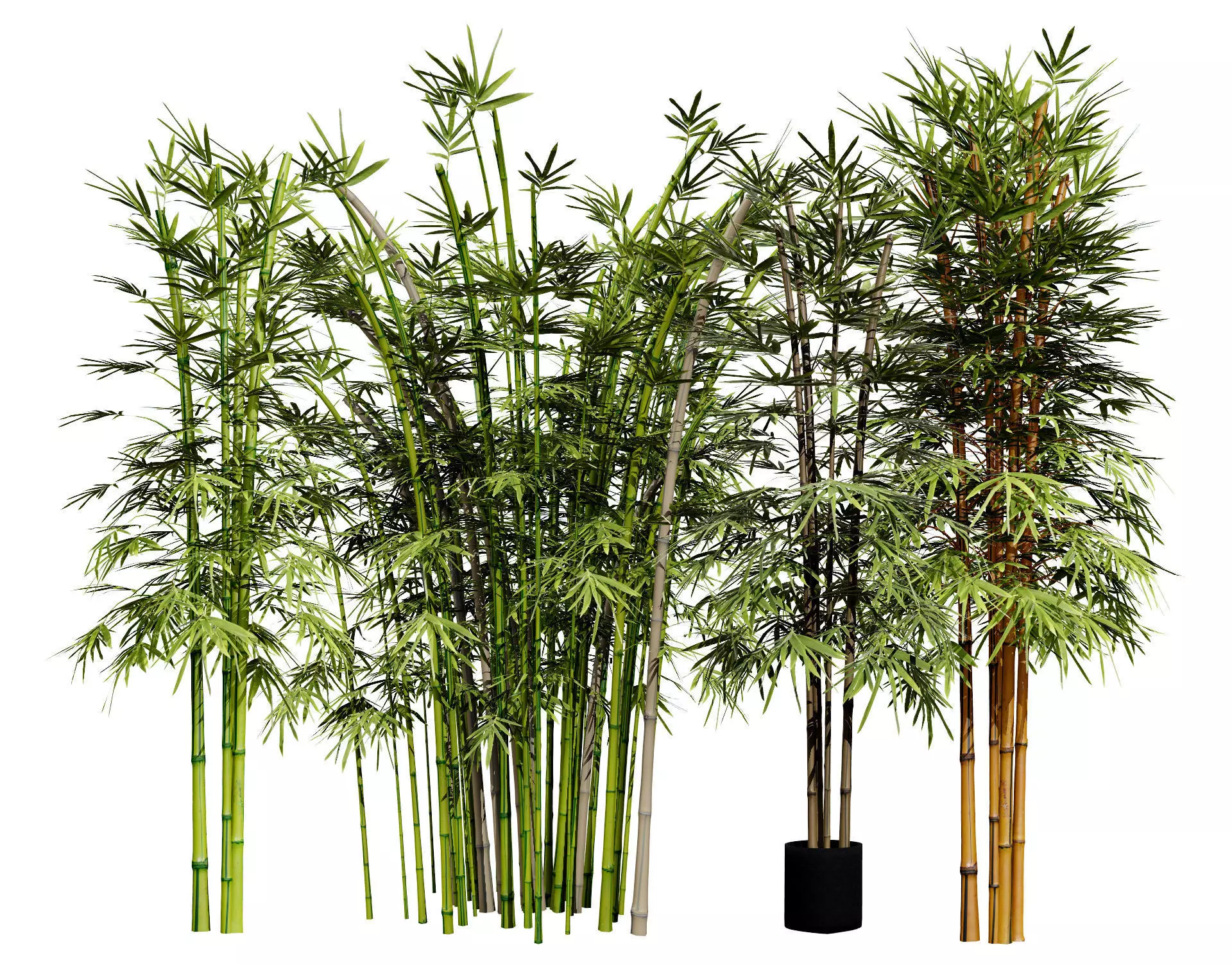 Realistic Bamboo Plants 3D Models Low-poly 3D model_0