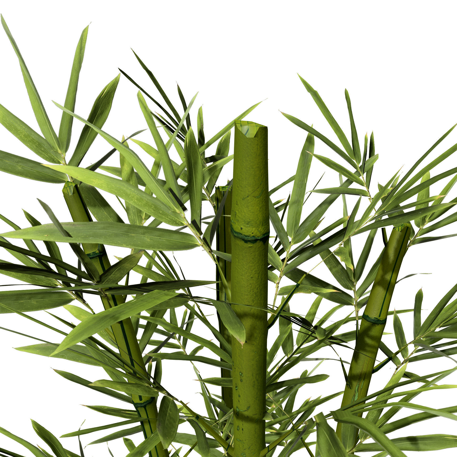 Realistic Bamboo Plants 3D Models Low-poly 3D model_4