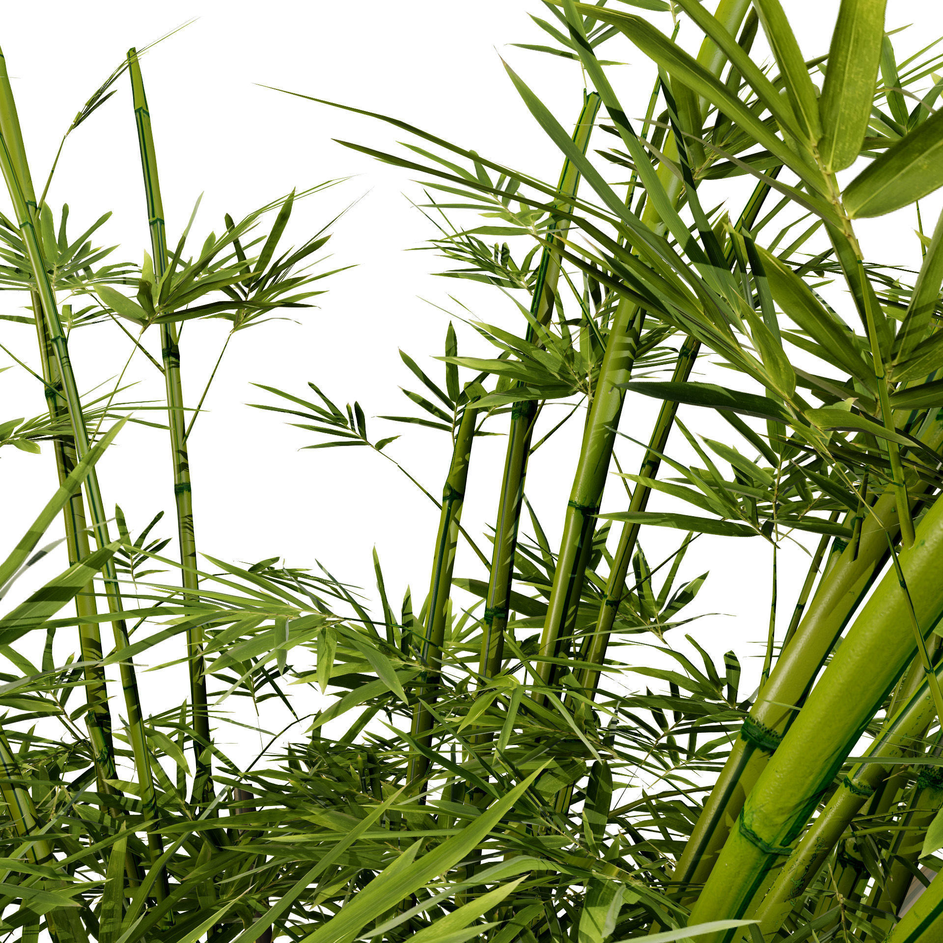 Realistic Bamboo Plants 3D Models Low-poly 3D model_9