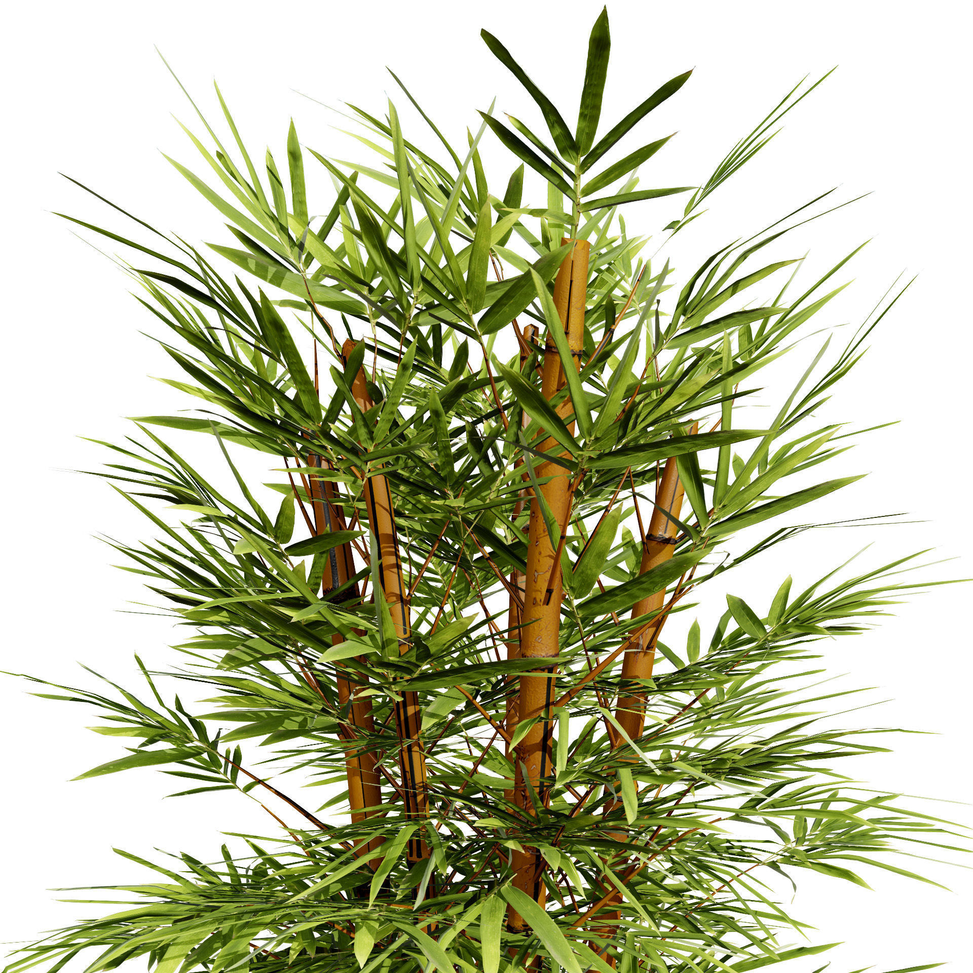 Realistic Bamboo Plants 3D Models Low-poly 3D model_8