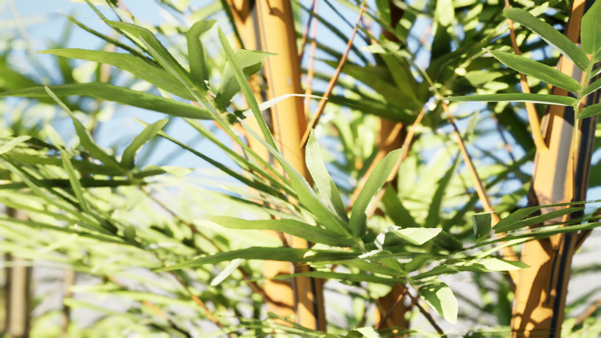 Realistic Bamboo Plants 3D Models Low-poly 3D model_5