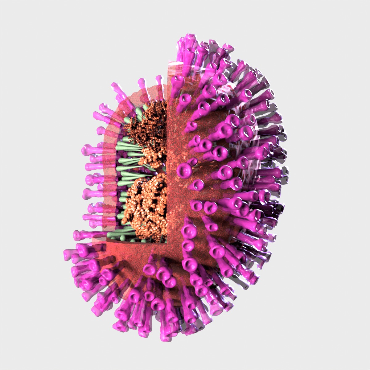 Flu Influenza Molecule 3D model_2