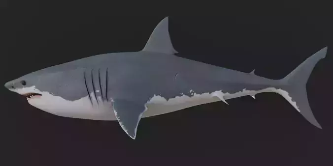 Great White Shark