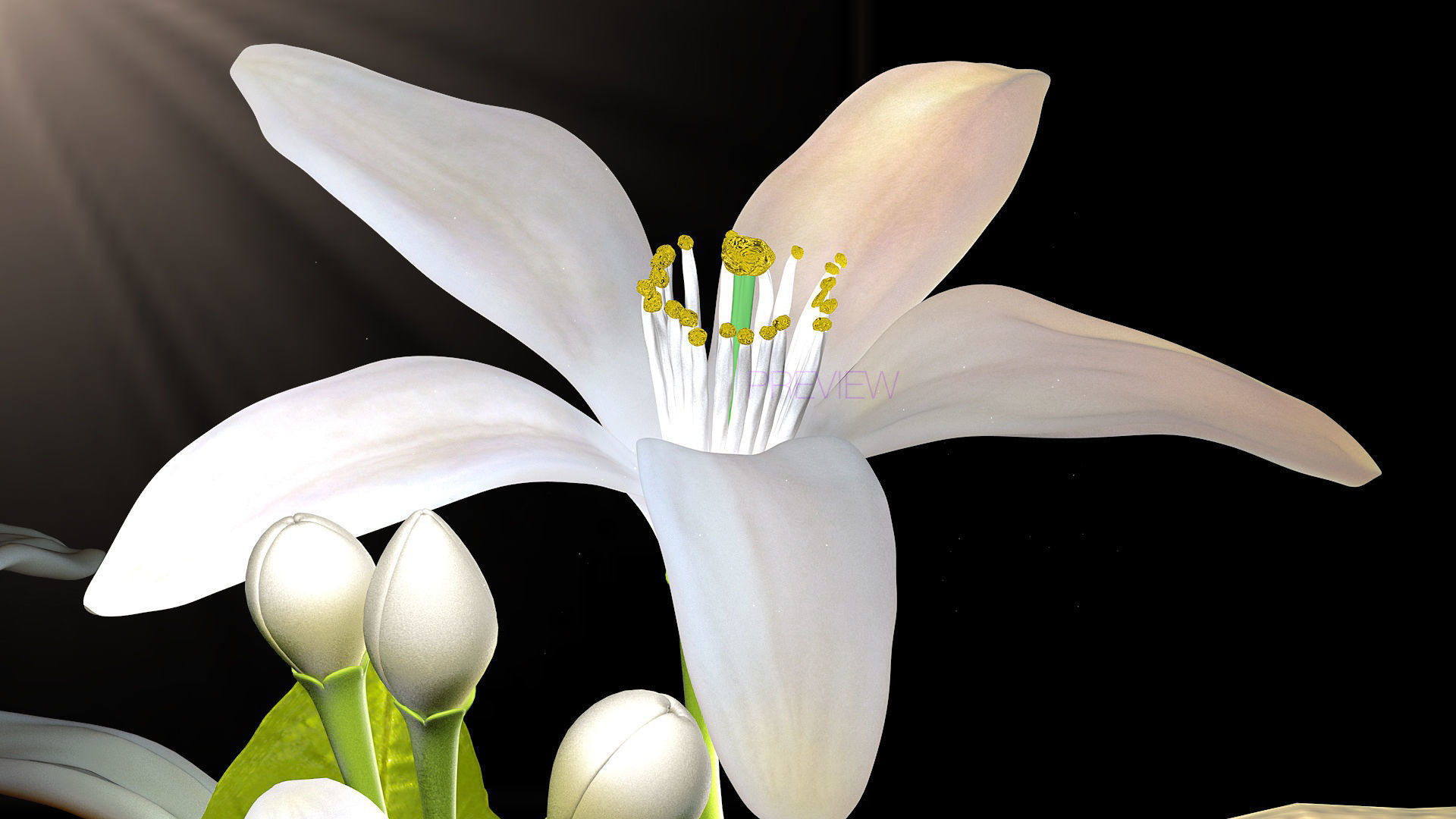 Animated Orange Tree Flower 3D model_6