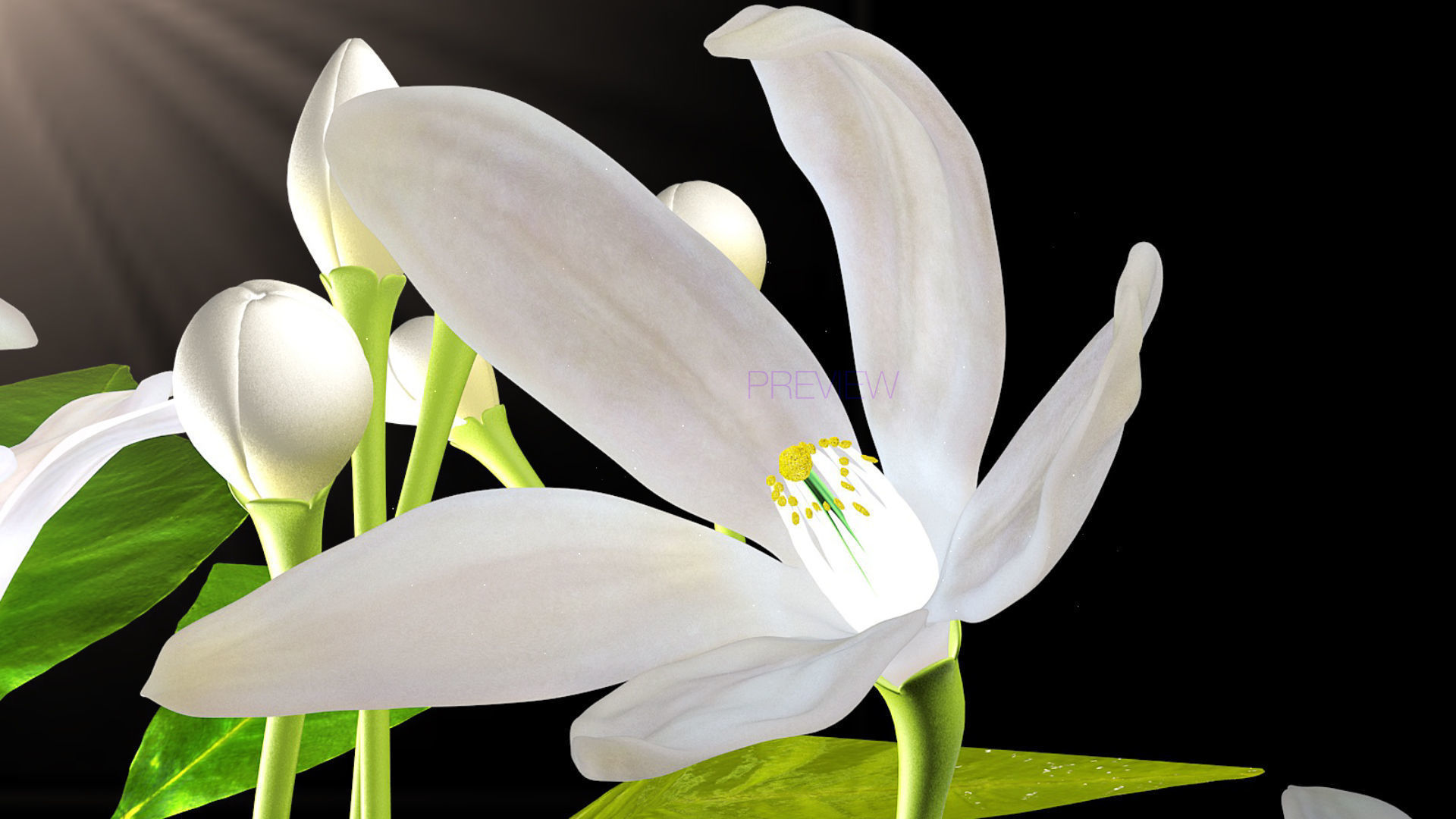 Animated Orange Tree Flower 3D model_9