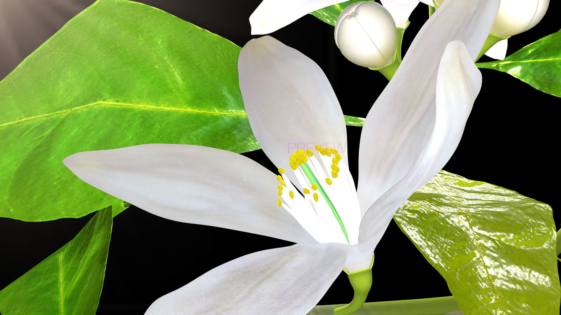 Animated Orange Tree Flower 3D model_10