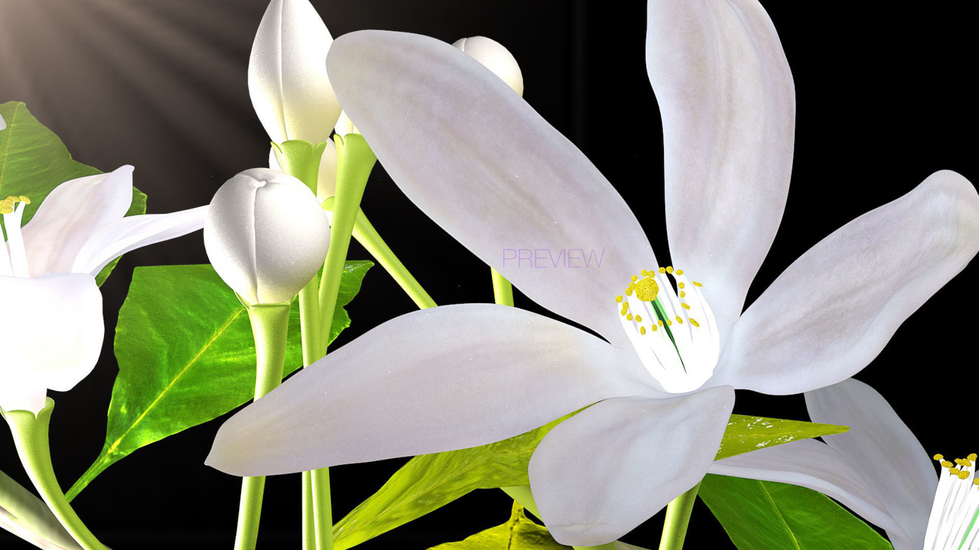 Animated Orange Tree Flower 3D model_16