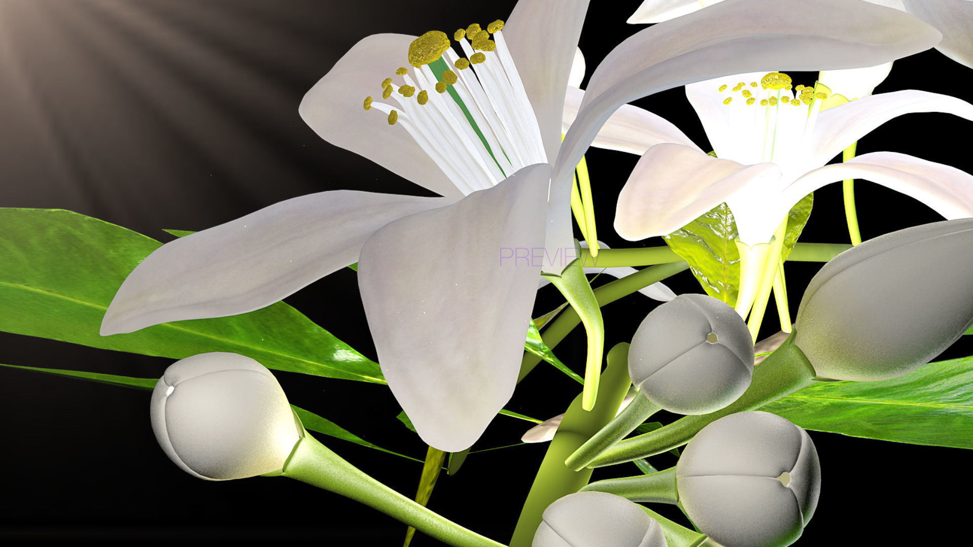 Animated Orange Tree Flower 3D model_12