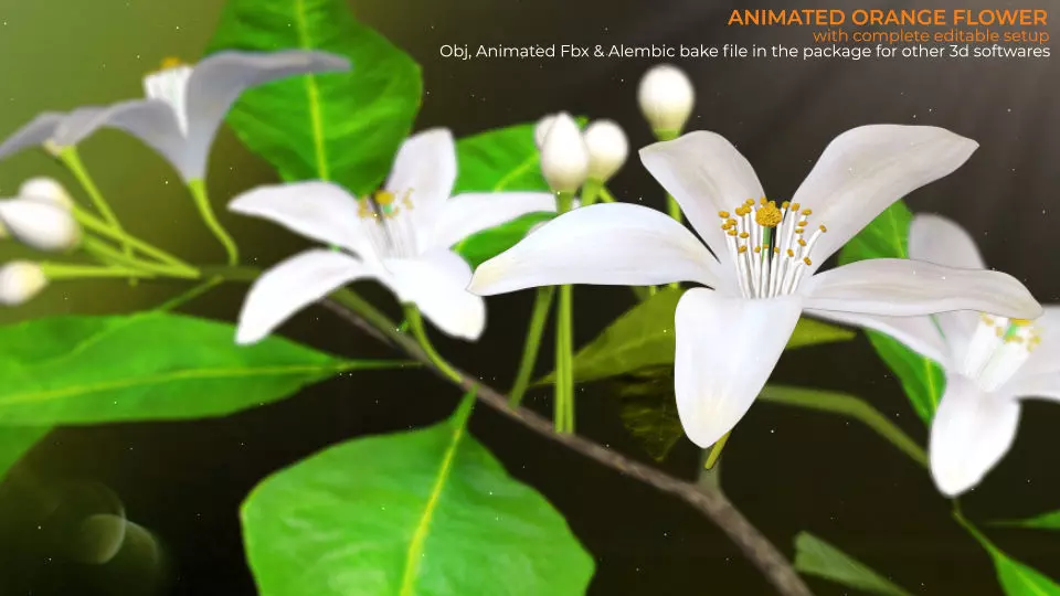 Animated Orange Tree Flower 3D model_0