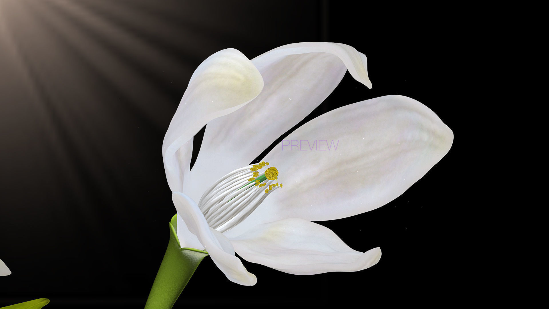 Animated Orange Tree Flower 3D model_5