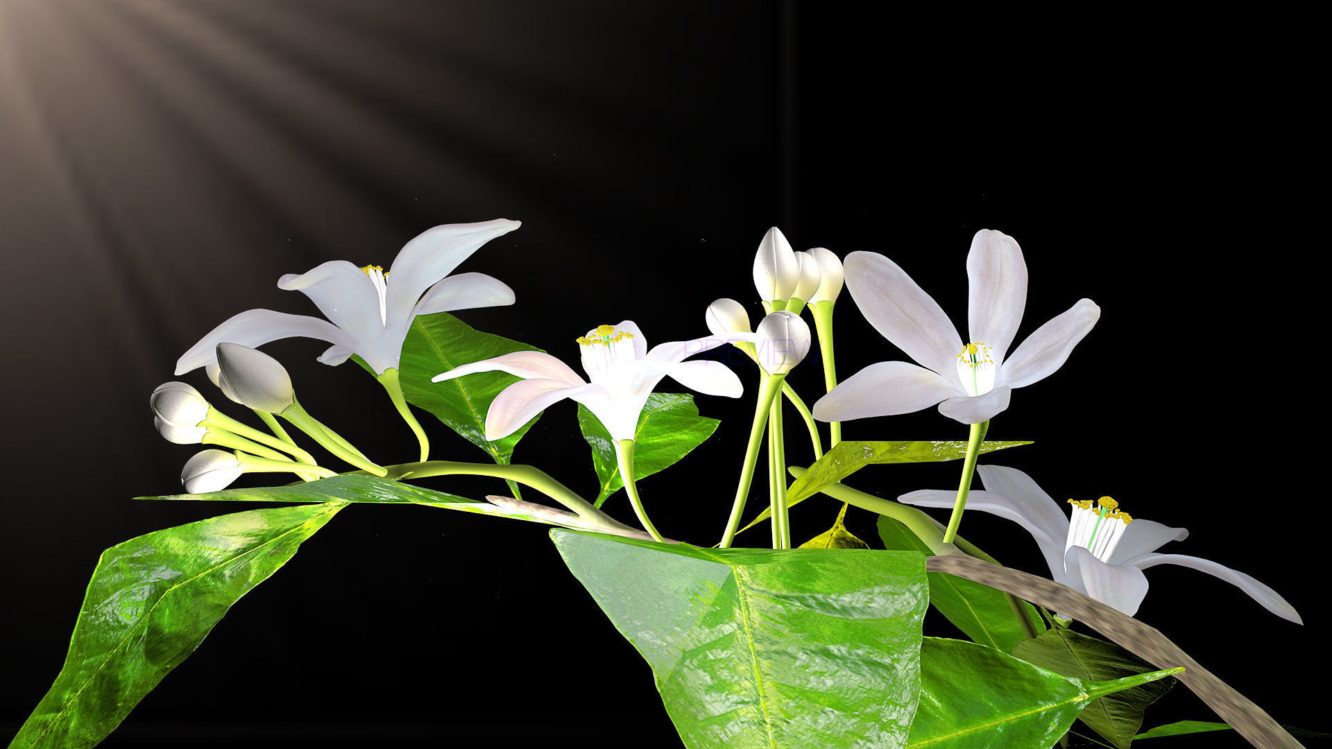 Animated Orange Tree Flower 3D model_17