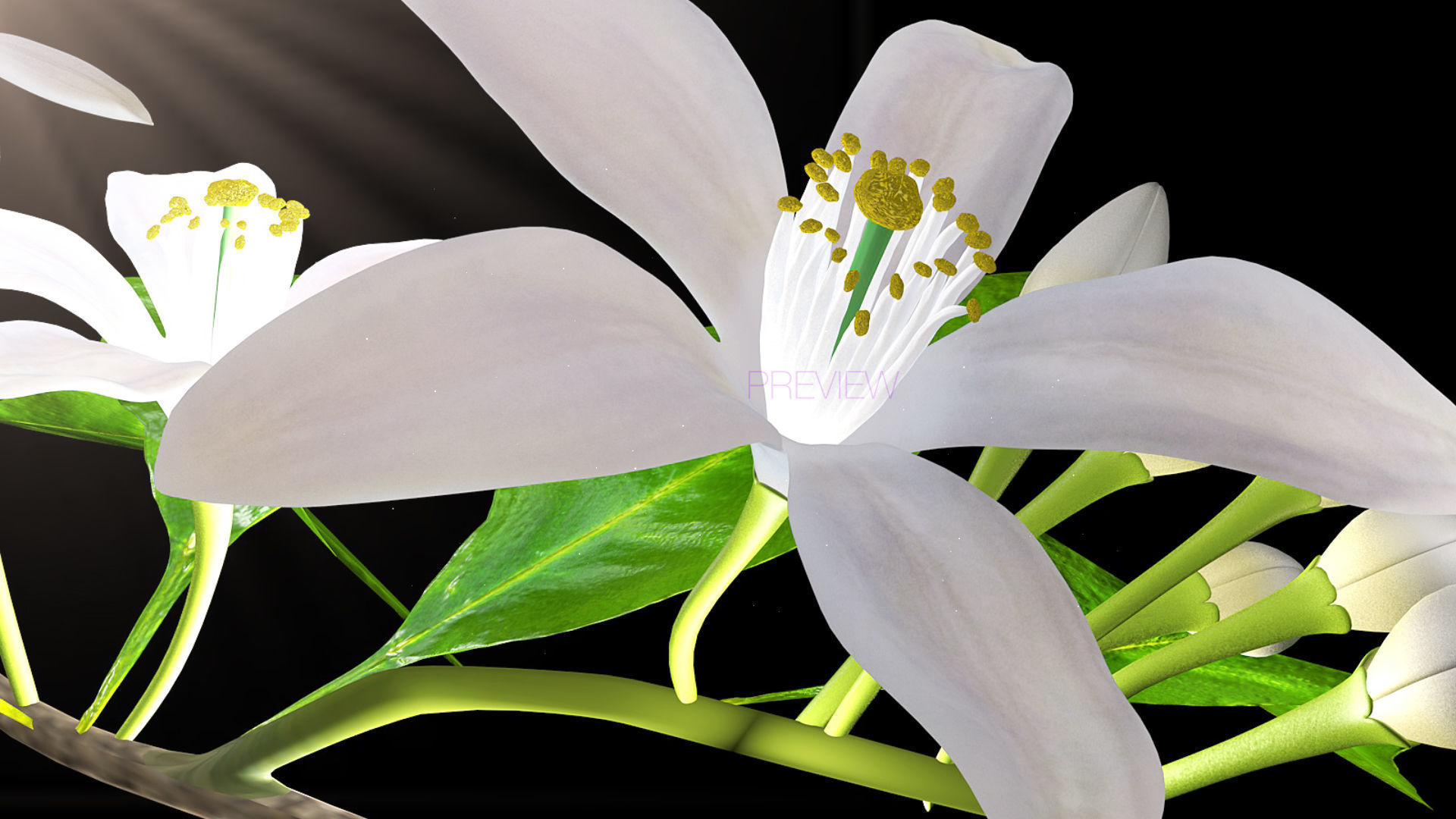 Animated Orange Tree Flower 3D model_13