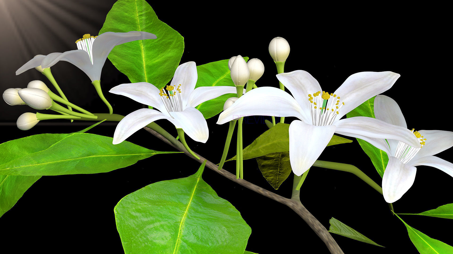 Animated Orange Tree Flower 3D model_4