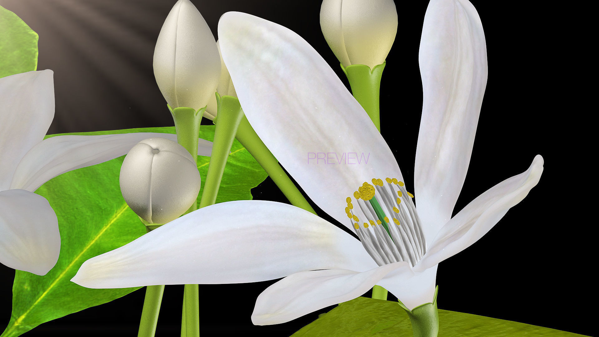 Animated Orange Tree Flower 3D model_7