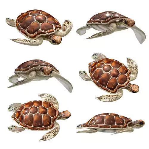 Sea turtle 3D model