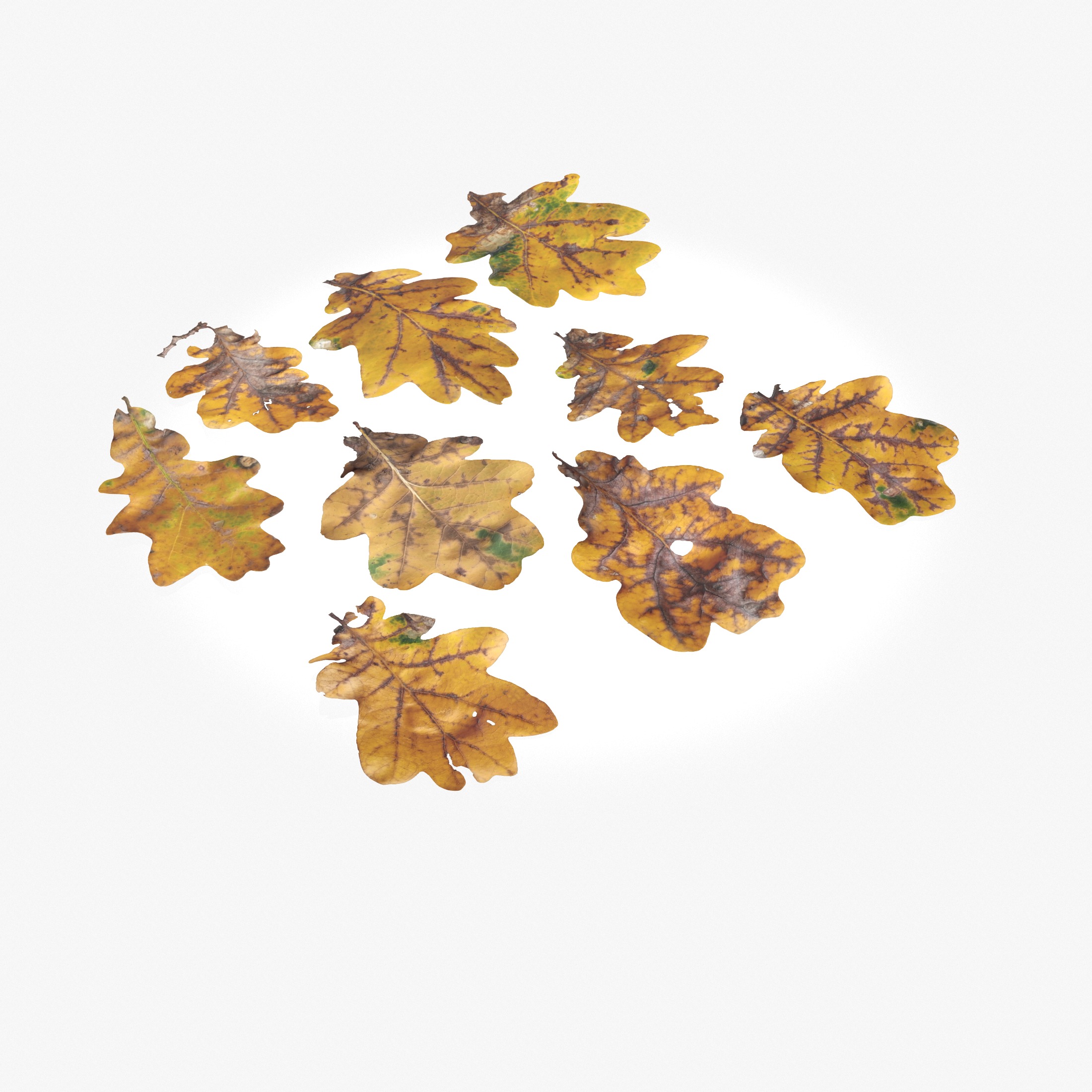  Autumn Oak Leaves Low-poly 3D model_11