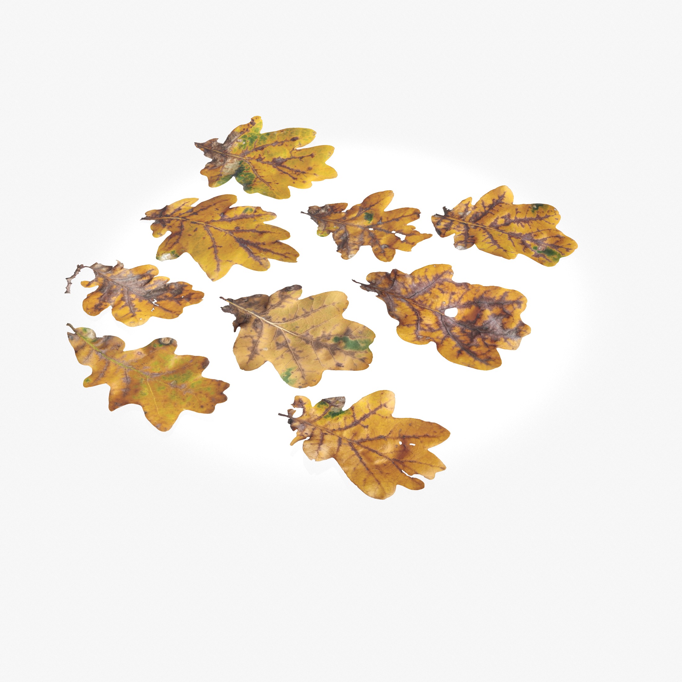  Autumn Oak Leaves Low-poly 3D model_10