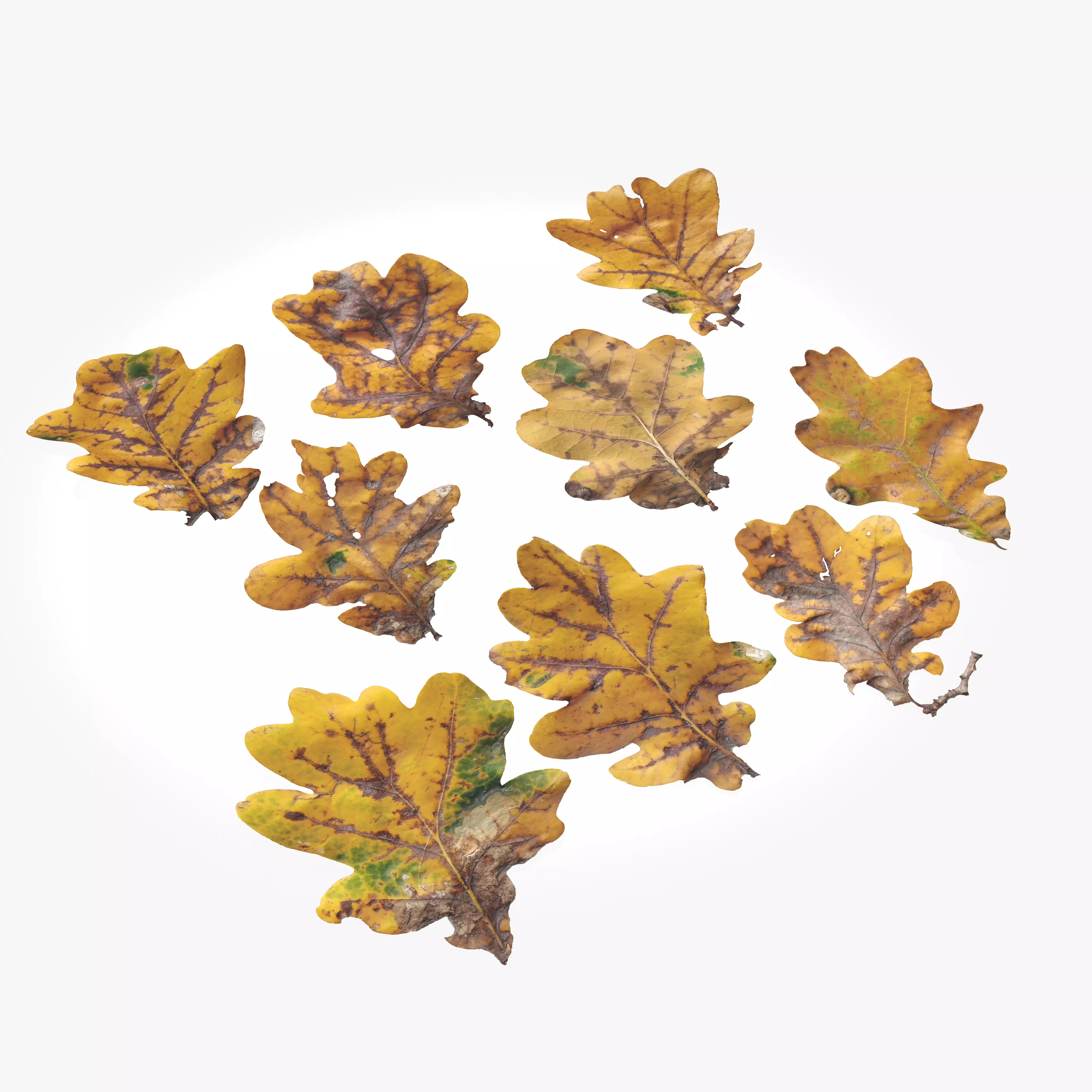  Autumn Oak Leaves Low-poly 3D model_0