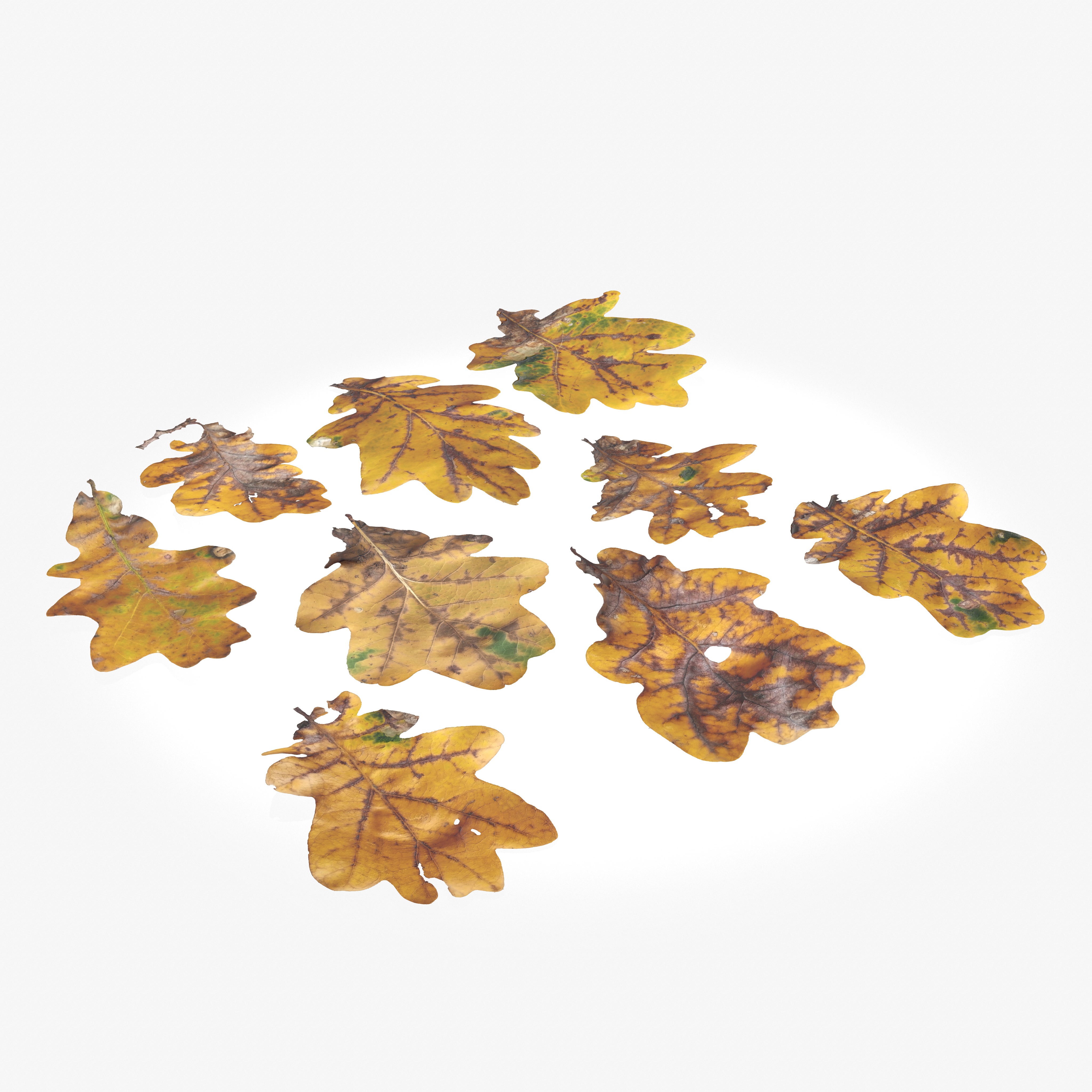  Autumn Oak Leaves Low-poly 3D model_5