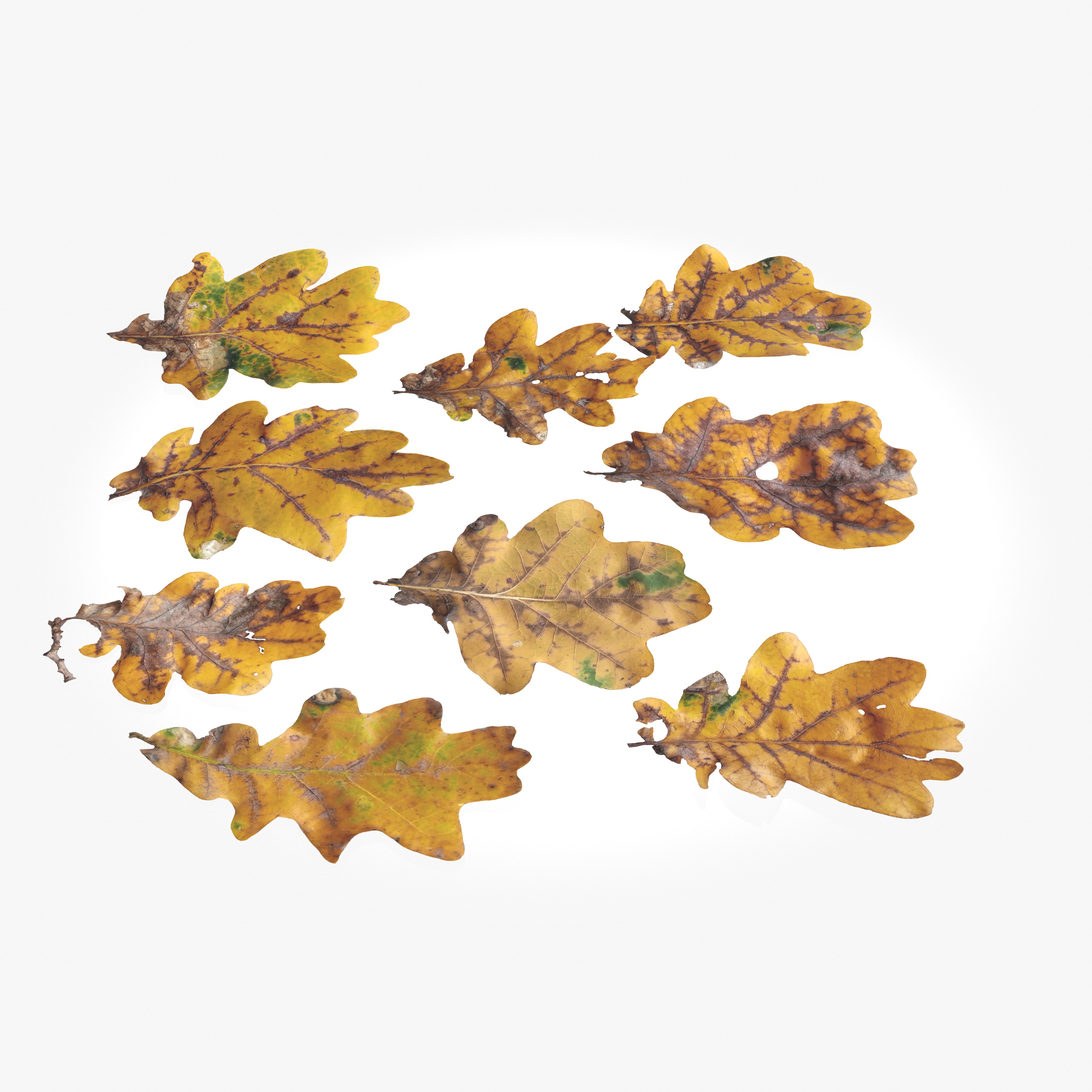  Autumn Oak Leaves Low-poly 3D model_2
