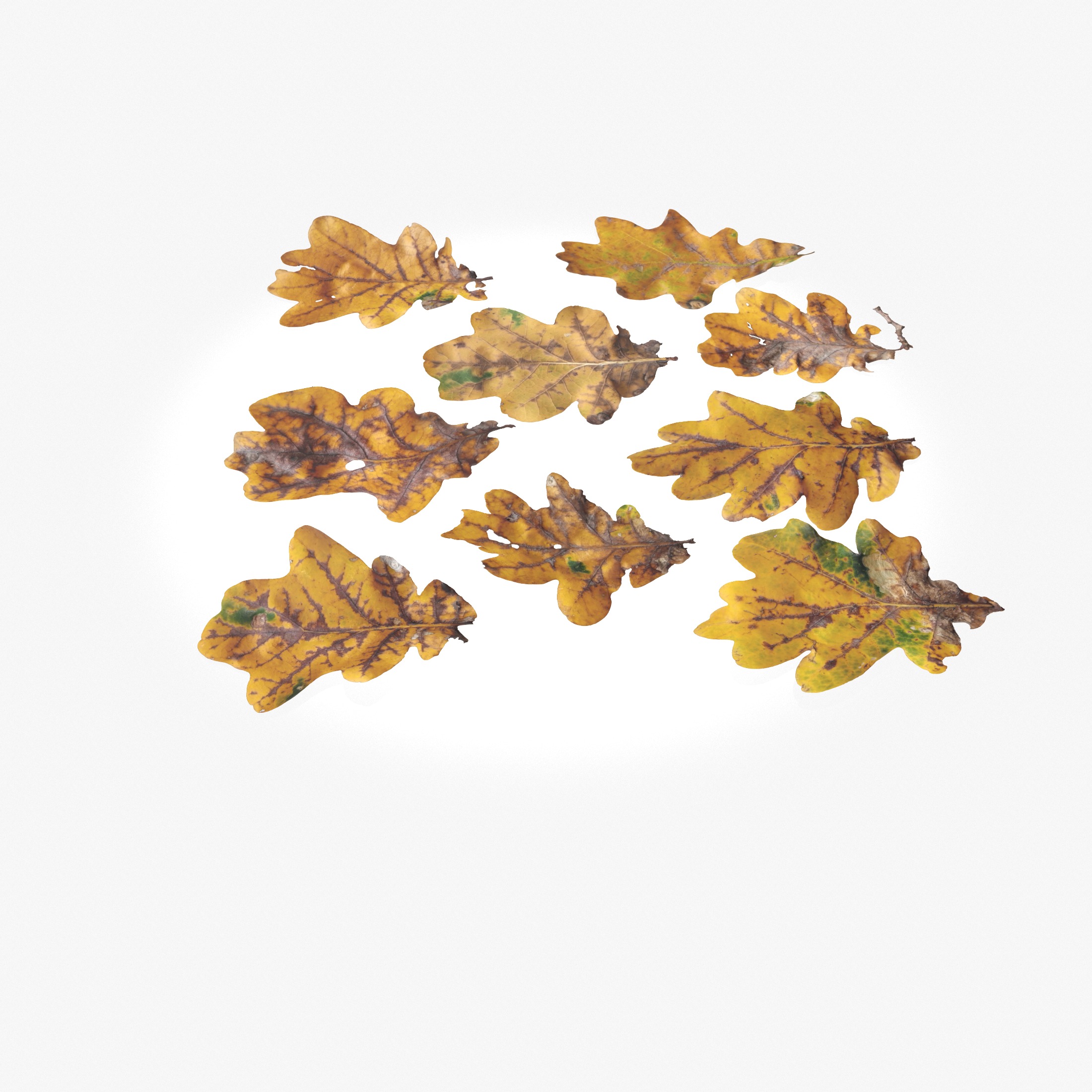  Autumn Oak Leaves Low-poly 3D model_9
