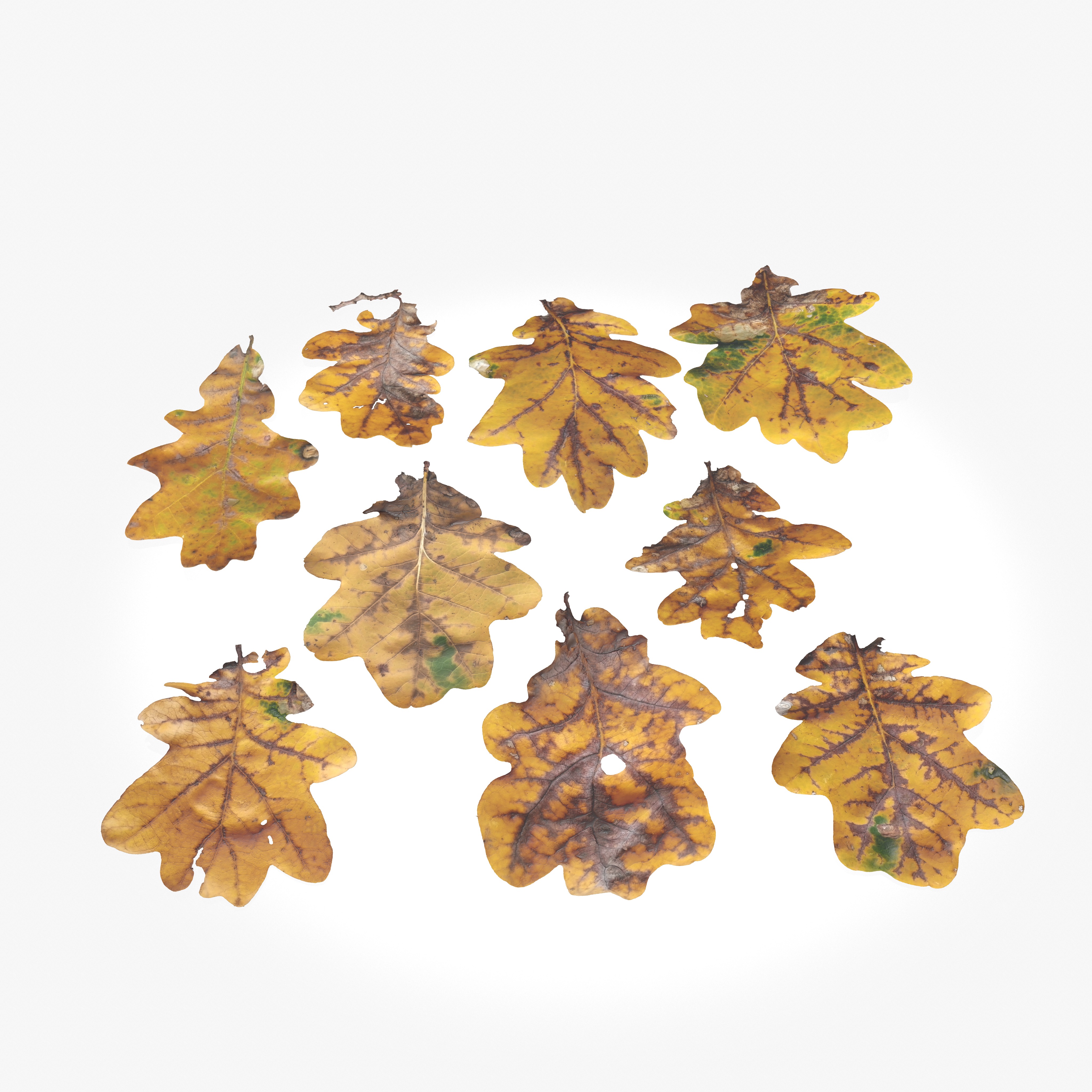  Autumn Oak Leaves Low-poly 3D model_3