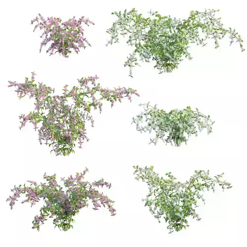 Deutzia Plants - Japanese Snow Flower