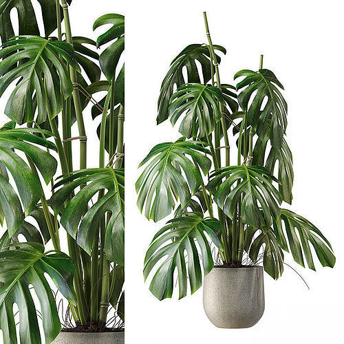Monstera Deliciosa Plant Model 3D model