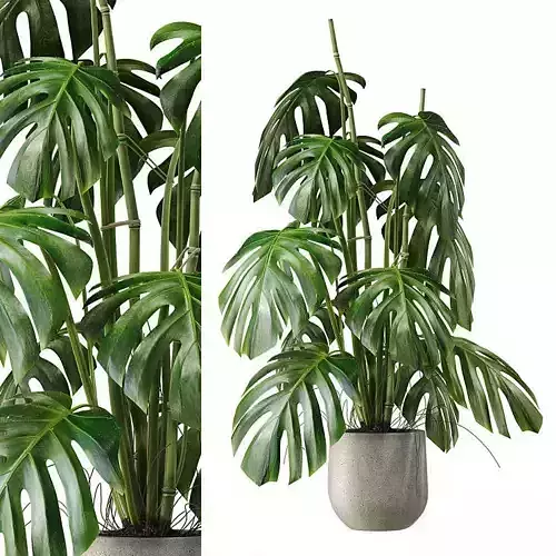 Monstera Deliciosa Plant Model