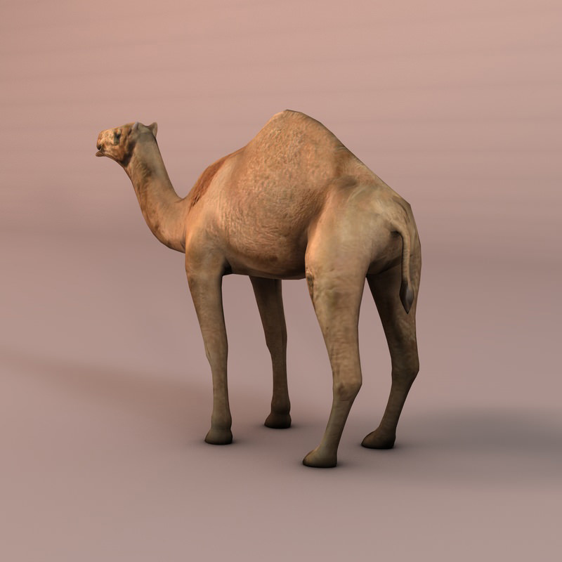 Camel Low-poly 3D model_2
